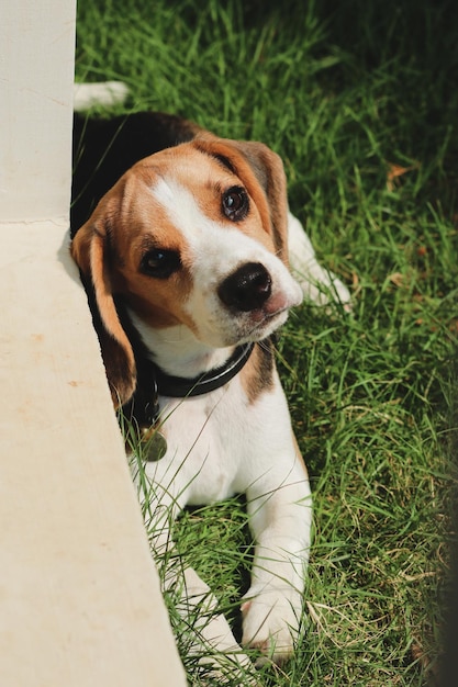 Photo close-up of dog on grassy field