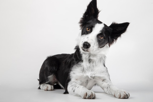 Photo close-up of a dog looking away against white background