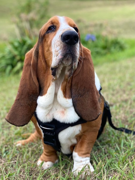 Photo close-up of dog looking away on field