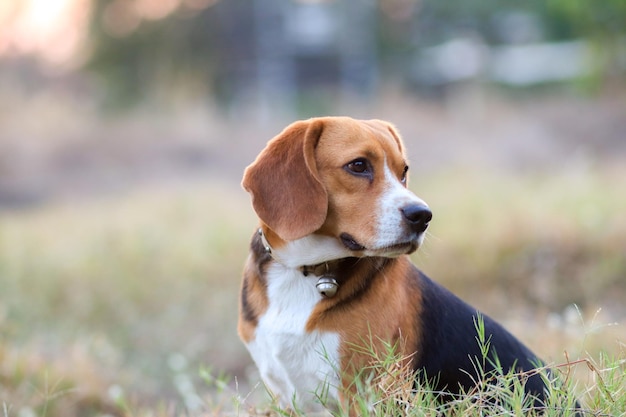 Close-up of a dog looking away