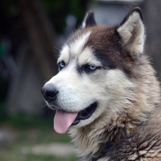 Close-up of dog looking away