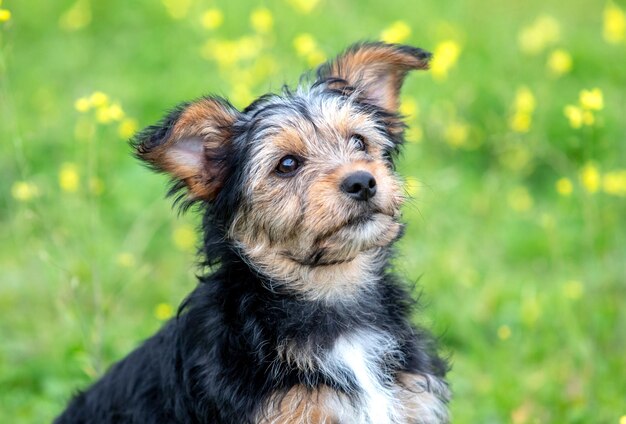 Photo close-up of dog looking away