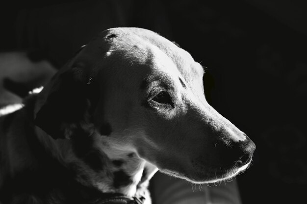 Photo close-up of dog looking away