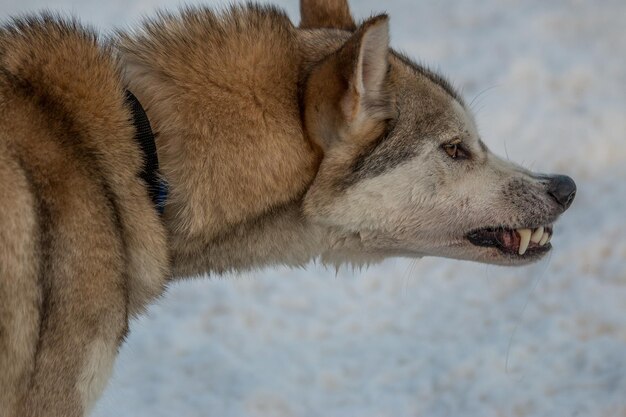 Close-up of dog outdoors