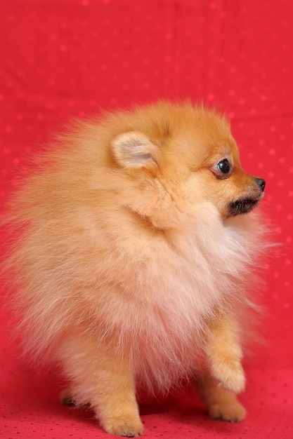 Photo close-up of a dog over red background