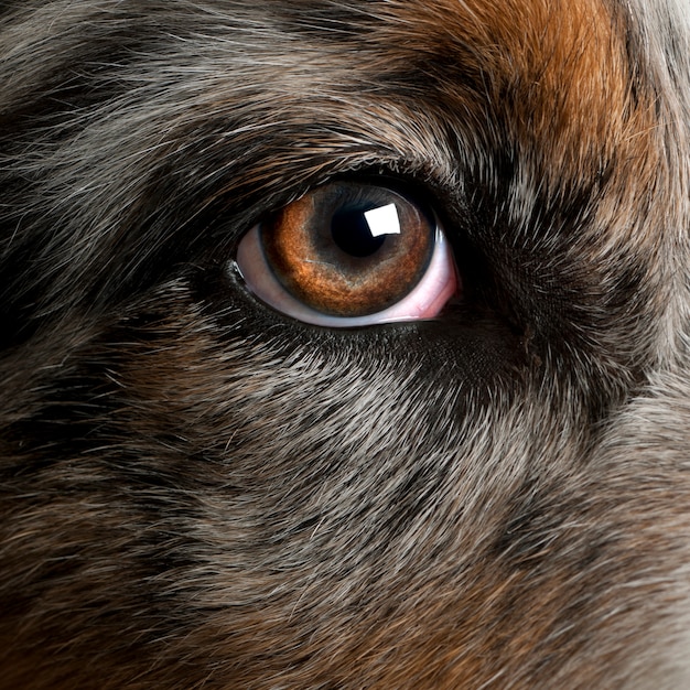 Close up on a dog's eye