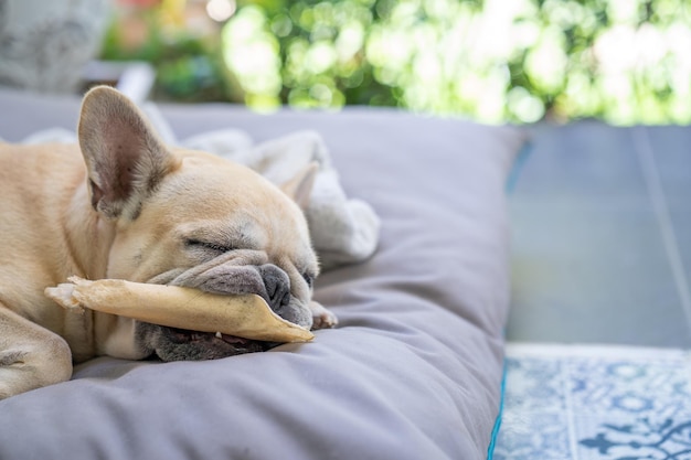 Photo close-up of dog sleeping on bed