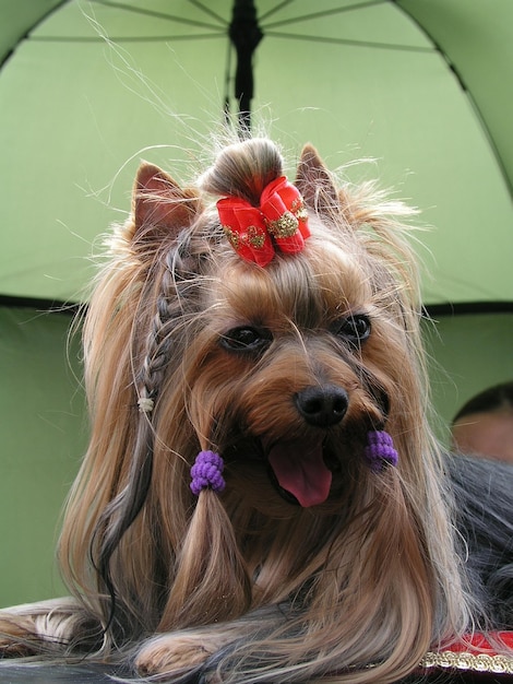 Photo close-up of dog sticking out tongue while resting against umbrella