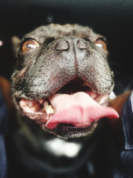 Photo close-up of dog sticking out tongue