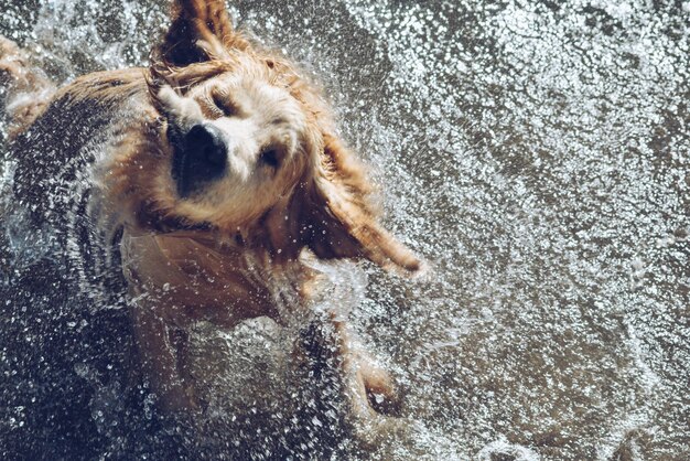 Photo close-up of dog swimming in water