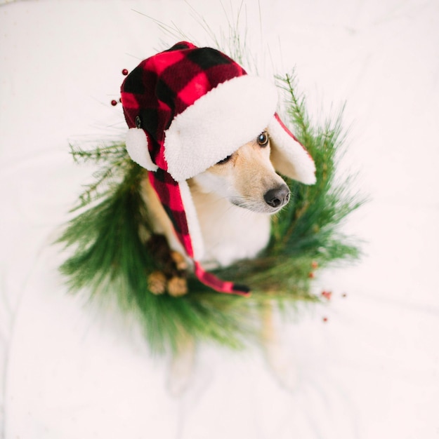 Photo close-up of dog wearing christmas decoration on white background