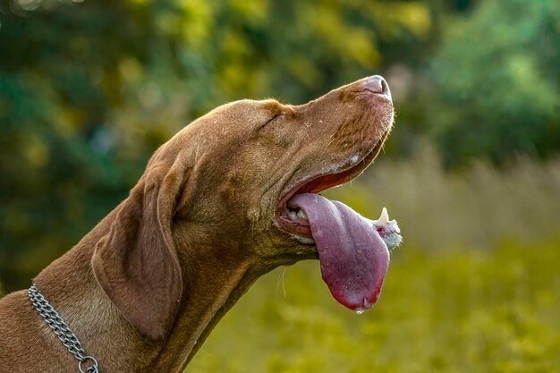 Photo close-up of a dog yawning