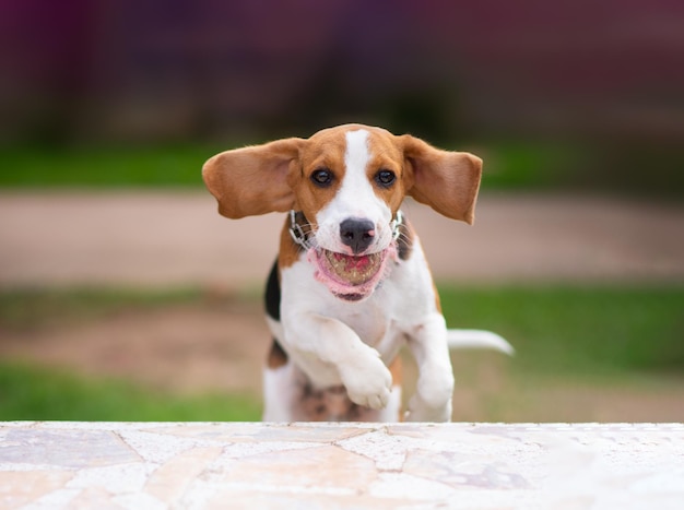 Photo close-up of dog