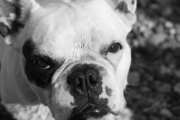 Close-up of a dog