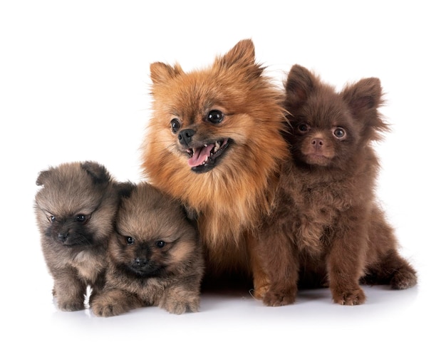 Close-up of dogs and puppy over white background