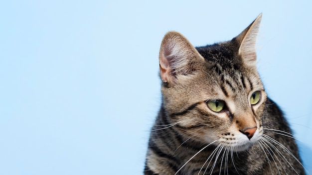 Close-up domestic cat looking away