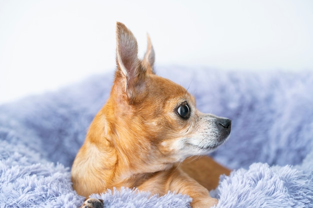 Close-up of a domestic toy terrier looking warily to the right