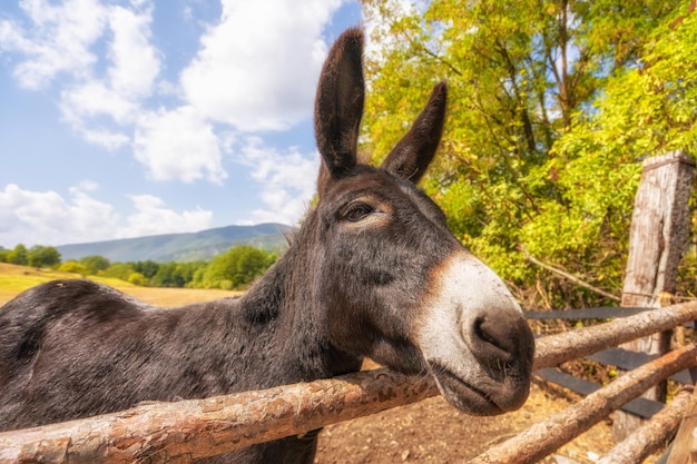 Close up donkey face portrait in albania