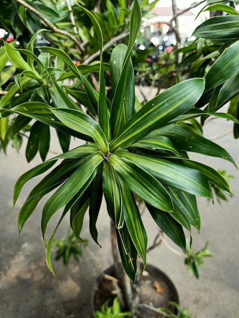 Close up of dracaena fragrans plant