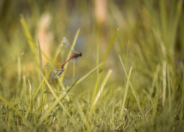 Photo close-up of dragonflies mating on grassy field