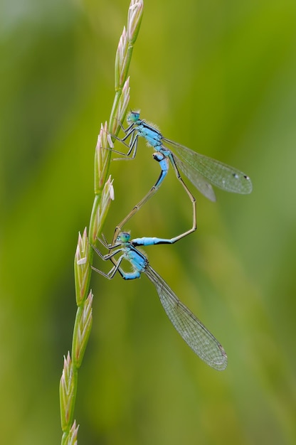 Photo close up of dragonfly blue tailed damselfly