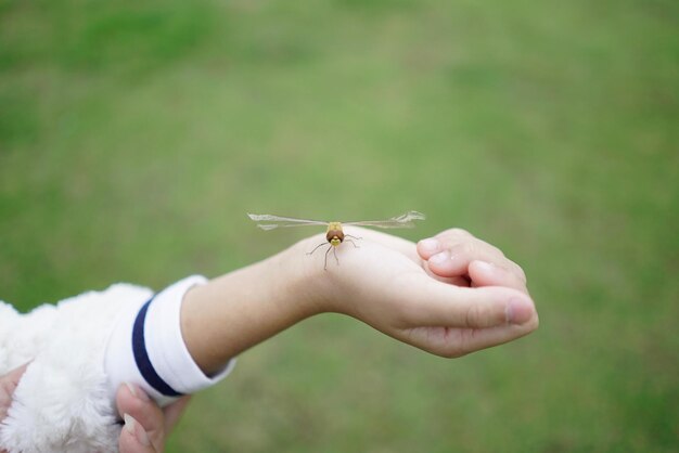 Photo close-up of dragonfly on cropped hand