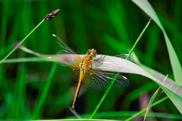 Close-up of dragonfly on grass