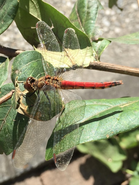 Photo close-up of dragonfly on leaves