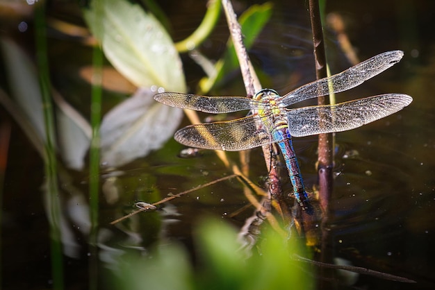 Close-up of dragonfly on plant against blurred background