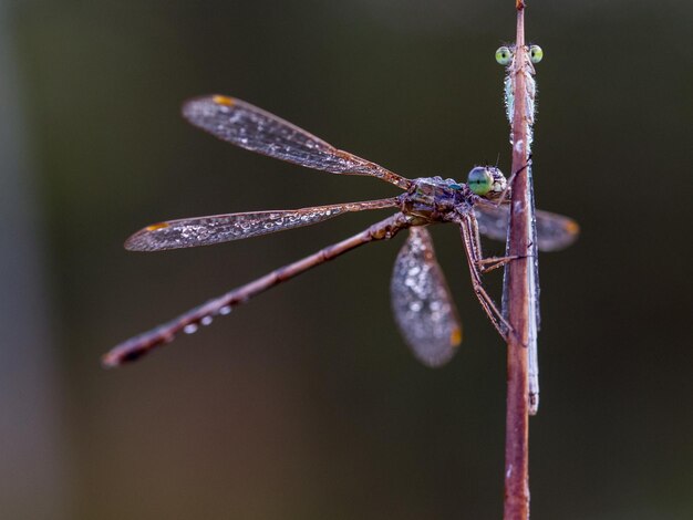 Photo close-up of dragonfly