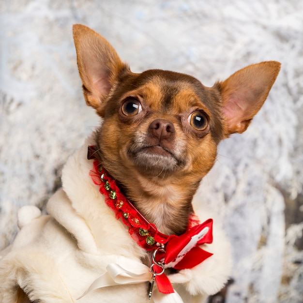 Close-up of a dressed-up Chihuahua in a winter scenery