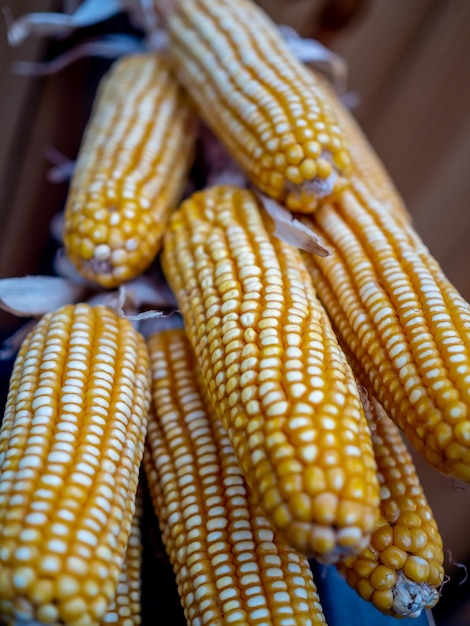 Close up dried corns hanging on the black pole