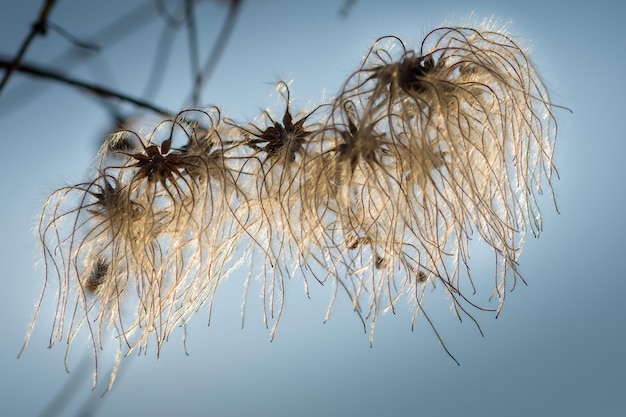 Photo close-up of dried plant against sky