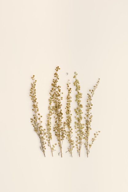 Close up dried plant Artemisia with yellow flowers on beige colored background Wild organic herbs