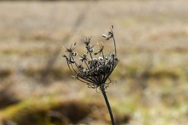 Photo close-up of dried plant on field