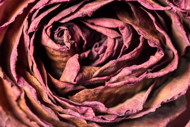 Close-up of dried red rose flower.