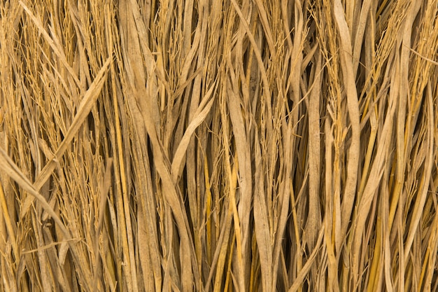 Close up of dried rice straw