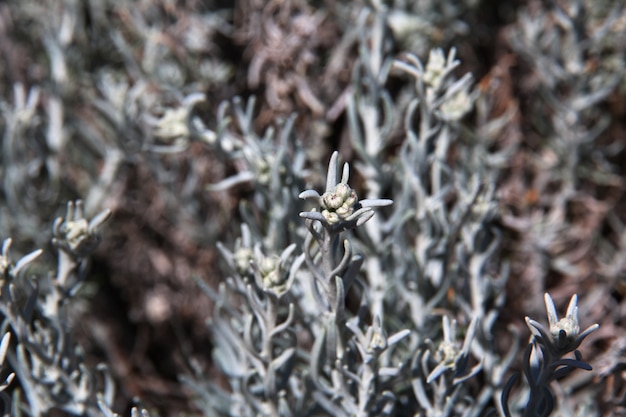 Close up of a dried thorn