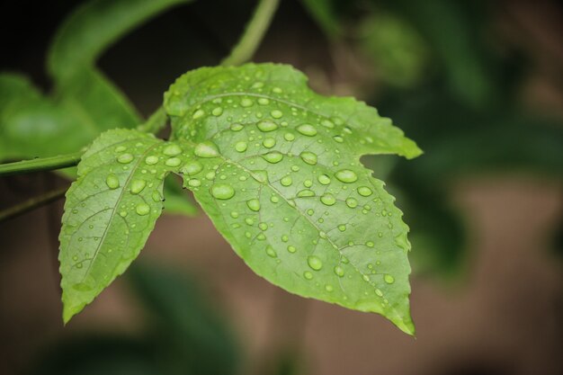 Close up on drops of water on the leaves