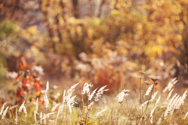 Close up  dry autumn grass in sunset sunrise sunlight. Beautiful abstract autumn blur background. Copy space for text