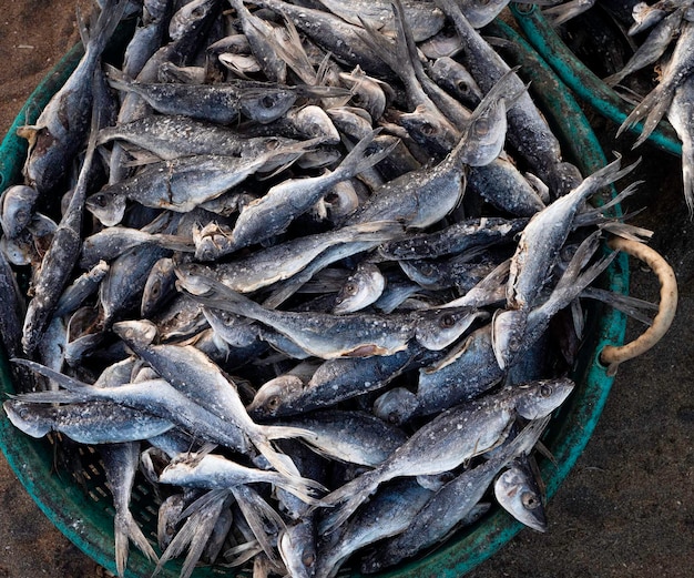 Close up of dry fish in Sri Lanka