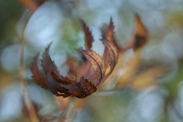 Close-up of dry flower