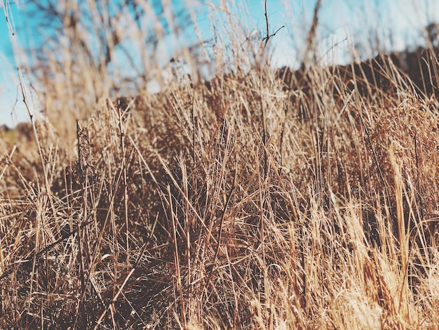 Photo close-up of dry grass on field against sky