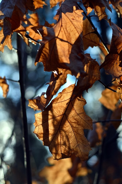 Photo close-up of dry leaves on tree