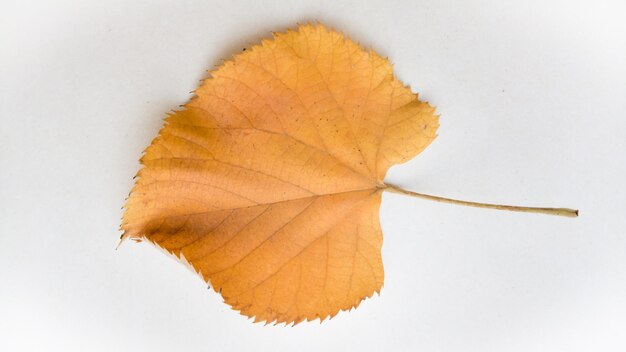 Close-up of dry leaves