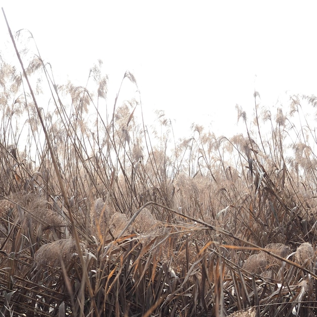 Photo close-up of dry plants on field against clear sky