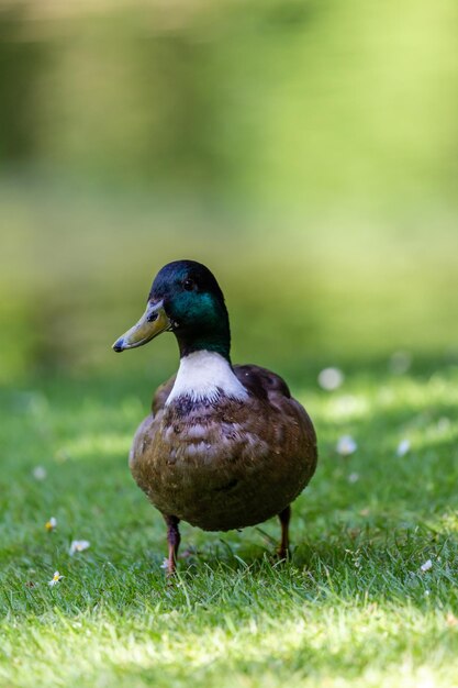 Close-up of duck on field