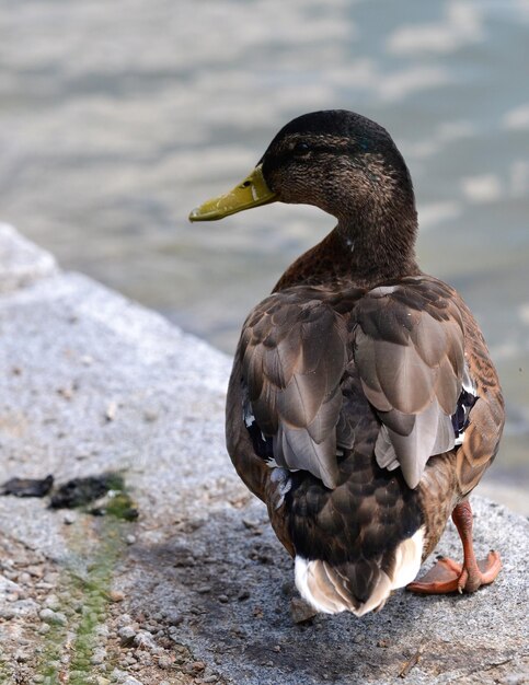 Photo close-up of a duck in a lake