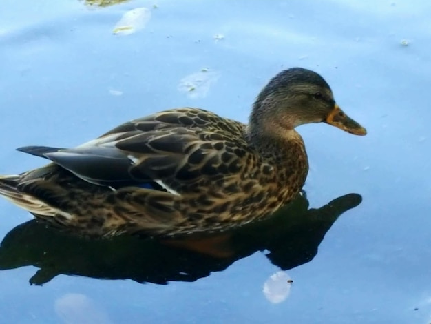 Photo close-up of duck swimming on lake