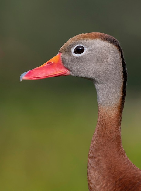 A close up of a duck with a red beak